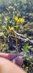 Diuris unica