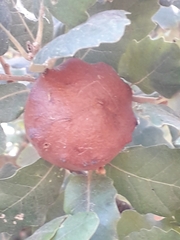 Andricus quercustozae