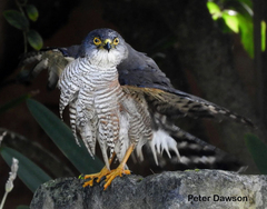 Accipiter minullus