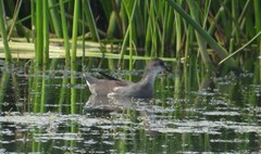 Gallinula galeata