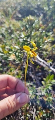Diuris unica