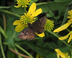 Erynnis horatius