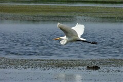 Ardea alba