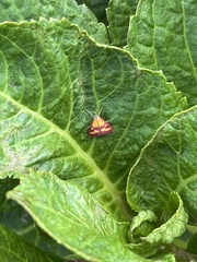 Pyrausta laticlavia