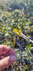 Diuris unica