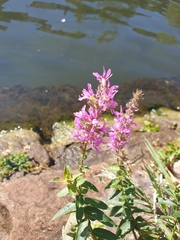 Lythrum salicaria