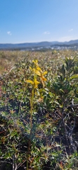 Diuris unica