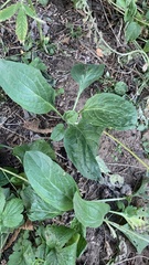 Cynoglossum officinale