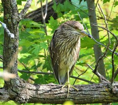 Nycticorax nycticorax