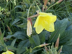 Oenothera glazioviana
