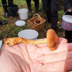 Cortinarius rubellus