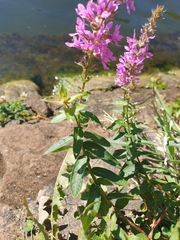 Lythrum salicaria