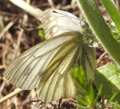 Pieris bryoniae
