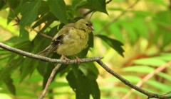 Spinus tristis