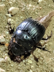 Dichotomius colonicus