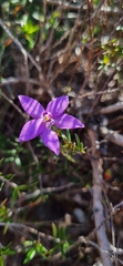 Glossodia minor