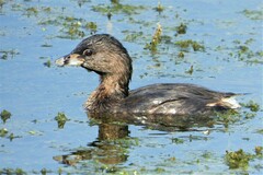Podilymbus podiceps