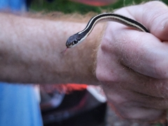 Thamnophis saurita