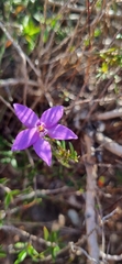 Glossodia minor
