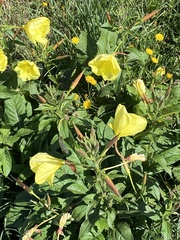 Oenothera glazioviana