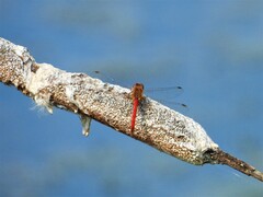Sympetrum vicinum