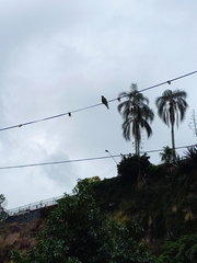 Sphecotheres vieilloti