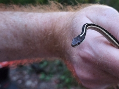 Thamnophis saurita