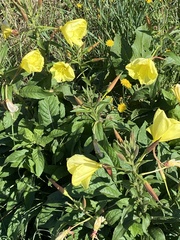 Oenothera glazioviana