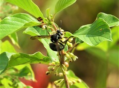 Dolichovespula maculata