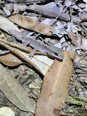 Diplodactylus vittatus