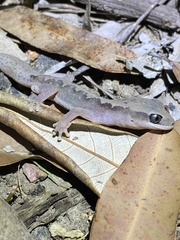 Diplodactylus vittatus