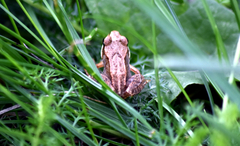 Rana arvalis