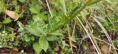 Adenophora coelestis