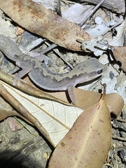Diplodactylus vittatus