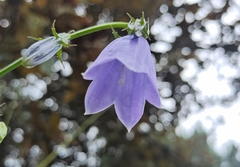 Adenophora coelestis
