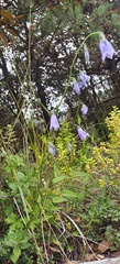 Adenophora coelestis