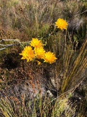 Lachnaea aurea