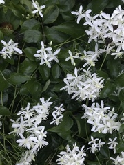 Clematis virginiana