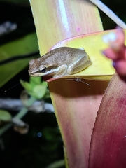 Litoria fallax
