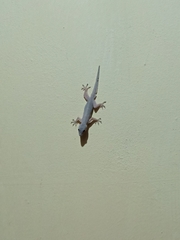 Hemidactylus platyurus