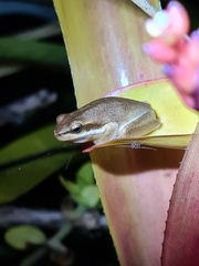 Litoria fallax