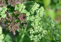 Asclepias