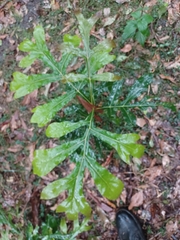 Stenocarpus sinuatus