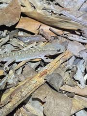 Diplodactylus vittatus