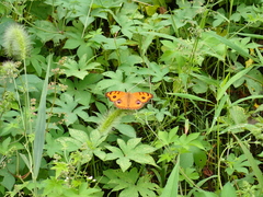 Junonia almana