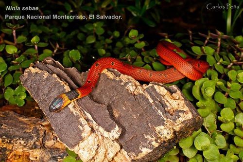 Red Coffee Snake