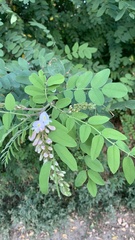 Robinia pseudoacacia