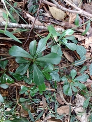Psychotria daphnoides