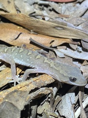 Diplodactylus vittatus