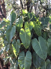 Philodendron
